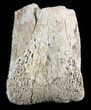 Partial Theropod (Raptor) Toe Bone - North Dakota #46928-1